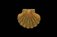 藏品(白碟海扇蛤)的圖片